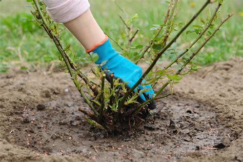 Comment réussir à coup sûr la plantation de ses rosiers