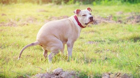 Como Curar Gastroenterite Em C Es Mundo Perros