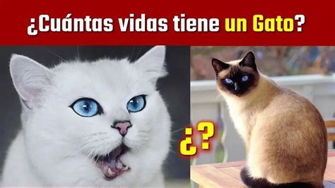 Cu Ntas Vidas Tiene Un Gato Youtube