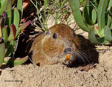 Wildlife records in southern Uruguay, February-2017 « A Última Arca de Noé