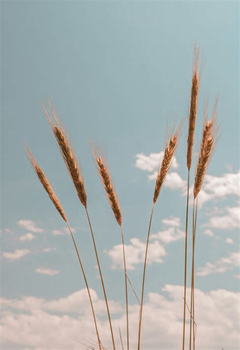 Cropland · Free Stock Photo