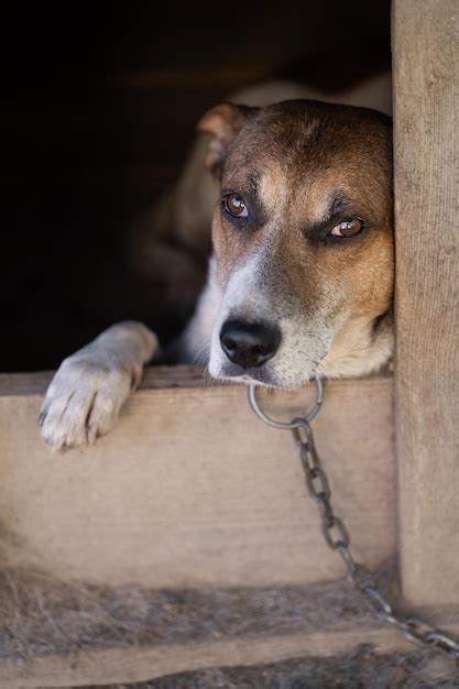 Un perro guardián solitario y triste en una cadena cerca de una casa de