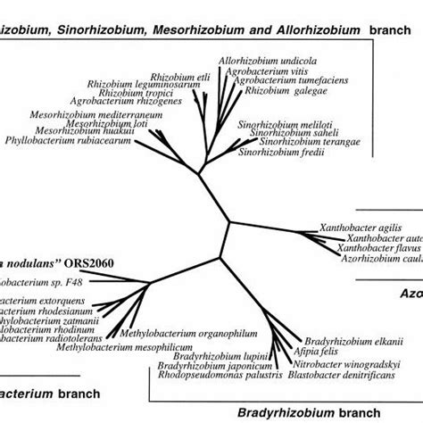 Unrooted Phylogenetic Tree Of Rhizobial Branches On The Alpha Subclass