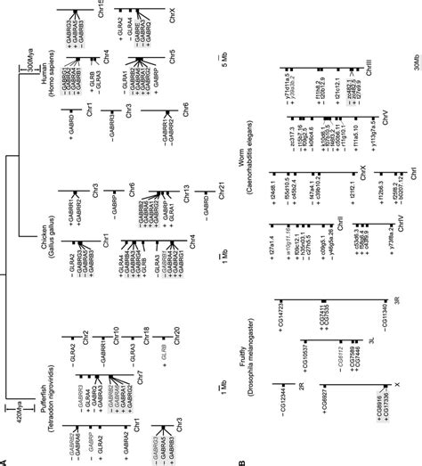 Chromosomal Arrangement Of Grl Genes The Chromosomal Arrangement And