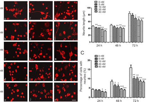 Linear Dose Effects Of Mag Fc On Neurite Outgrowth From Neuro A Cells