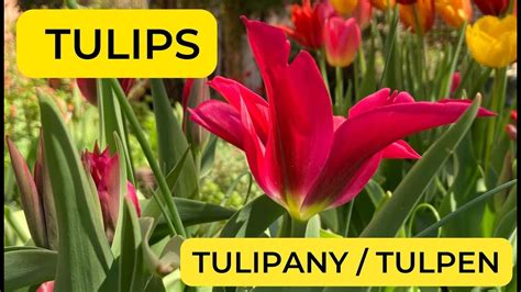 Magic Garden In May Tulips Tulipany Tulpen Subt Napisy Untert