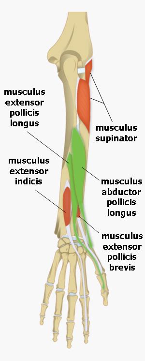 Musculus extensor pollicis brevis Medicína nemoci studium na 1 LF UK