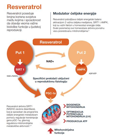 Genante Vemax Pharma