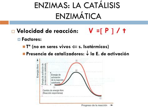 Ppt Tema Biocatalizadores Enzimas Powerpoint Presentation Free