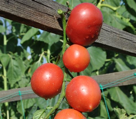 Tomato Tree Seeds