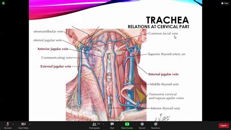 Gross Anatomy Lungs Pleura Tracheobronchial Tree Youtube