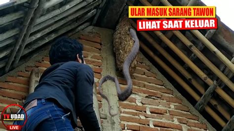 Momen Langka Ular Masuk Sarang Tawon Endingnya Bikin Begidik Inilah