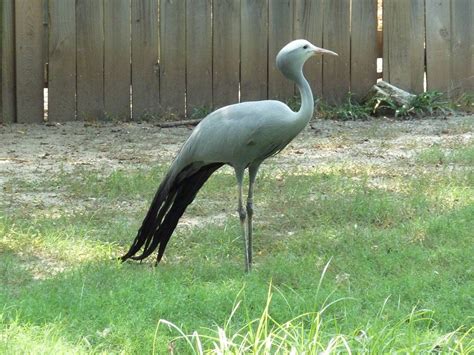 Blue Crane Facts, Habitat, Diet, Lifespan, Predators, Pictures