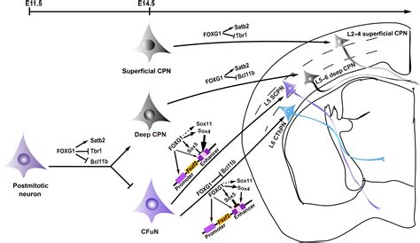 Foxg1 Sequentially Orchestrates Subtype Specification Of Postmitotic Cortical Projection Neurons