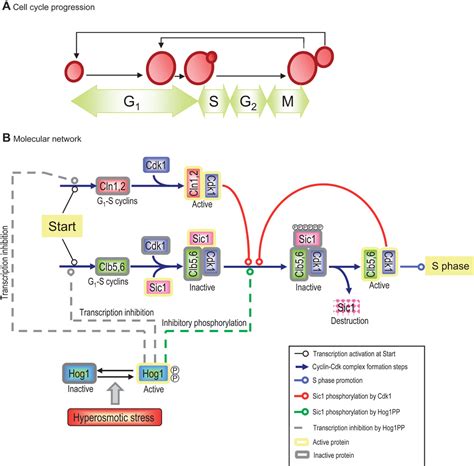 Time Dependent Quantitative Multicomponent Control Of The G1 S Network