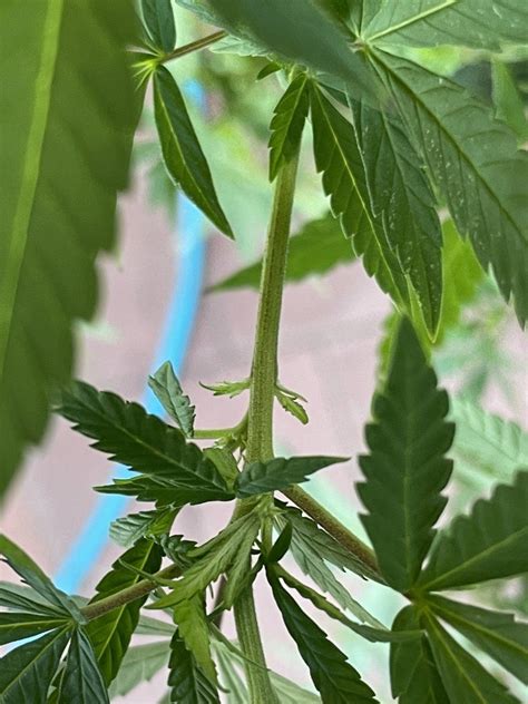 Please Help Sex My Outdoor Plants Thcfarmer