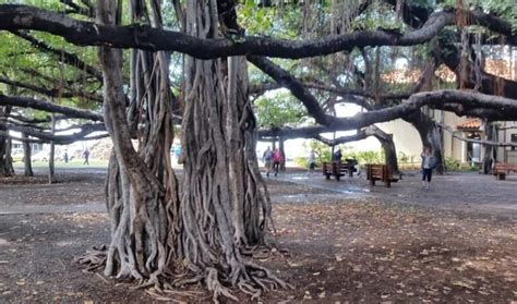 Lahaina Banyan Tree Is The Maui Banyan Tree You Need To See In Hawaii