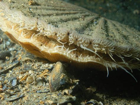 Live Scallop Eyes