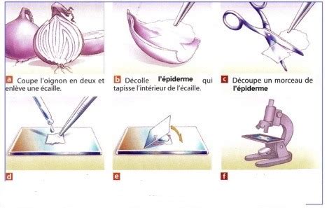 Protocole R Aliser Une Pr Paration Microscopique Diagram Quizlet