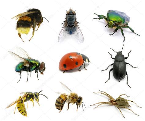 Set of insects — Stock Photo © Ale-ks #9313807