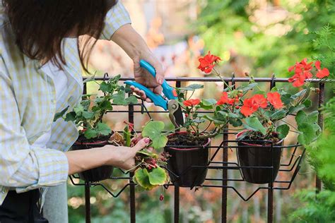 How to Prune Geraniums | Gardener’s Path