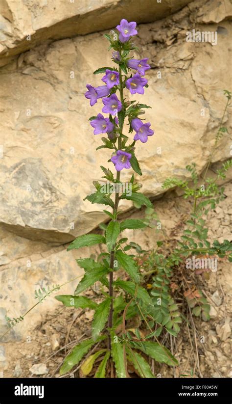 Wild Canterbury Bells Hi Res Stock Photography And Images Alamy