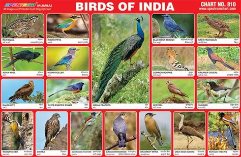 Extinct Birds In India Indian Geography UPSC Notes Male Bird Birds