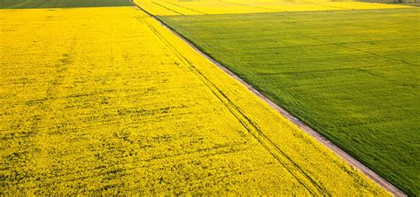 Polyculture Farming: Detailed Overview - AGRIVI