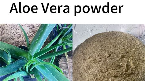 How To Make Your Own Aloe Vera Powder At Home YouTube