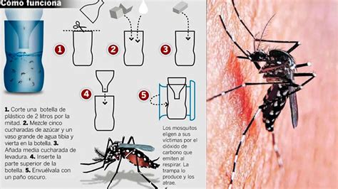 Video M Dico Mostr Un M Todo Casero Para Combatir Los Mosquitos Del