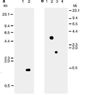 A B Southern Blot Analysis Of Dna From Wild Type Wt And Transformant