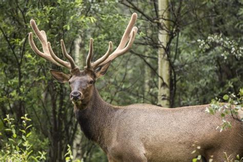 Five Tips for Wildlife Watching in the Canadian Rockies | First Class ...