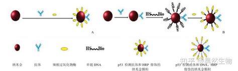 星状纳米金igg Au Hrp P53 Anti Rabbit Igg标记兔抗体 蛋白 知乎