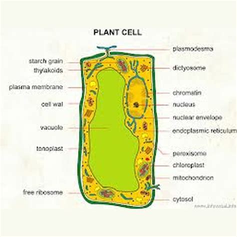 How To Draw Plant Cell Biology Diagrams Plant Cell Plant Cell Diagram Images