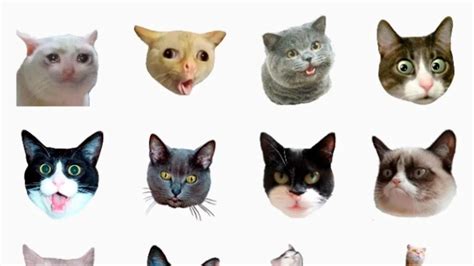 Cómo descargar stickers de gatos en WhatsApp Todo Digital Redes