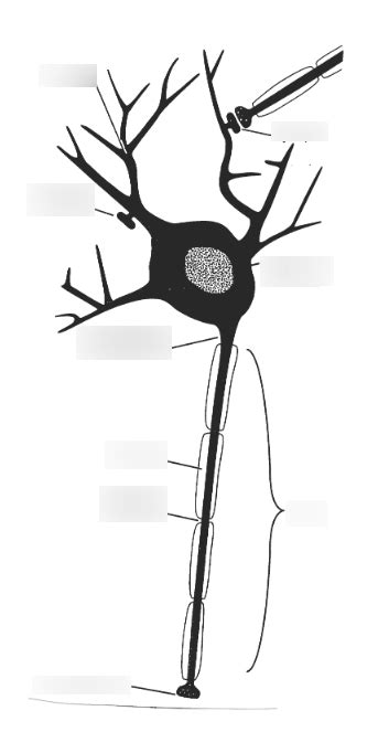 Action Potential Diagram Quizlet