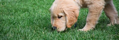 dog eat grass answers   veterinarian