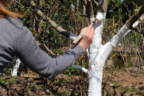 Comment Utiliser La Chaux Vive Au Jardin