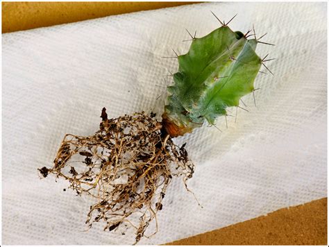 Nsfw Naked Cactus And Repotting Method Jennifer Galas