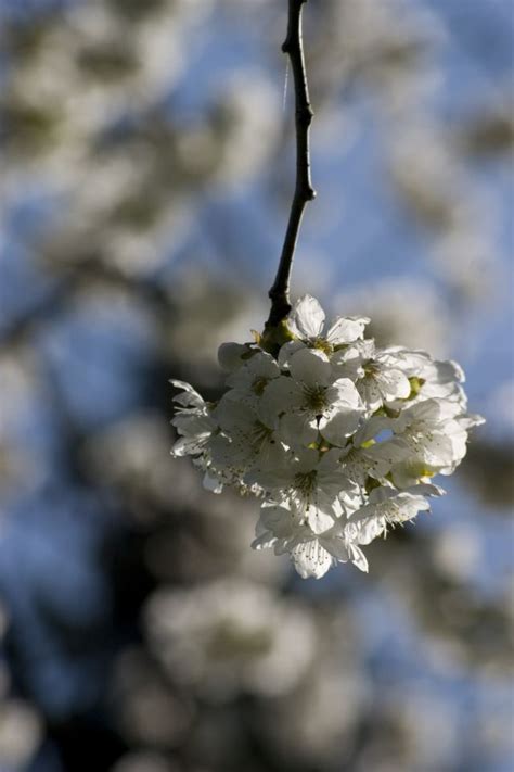 Kostenlose Foto Natur Ast Bl Hen Pflanze Fotografie Blatt Blume