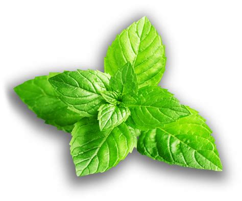 Download Slide Fresh Mint Leaves Png Clipart Png Download Pikpng