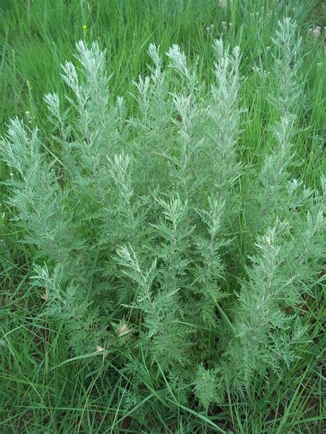 Artemisia Afra Umhlonyane African Wormwood African Herbs