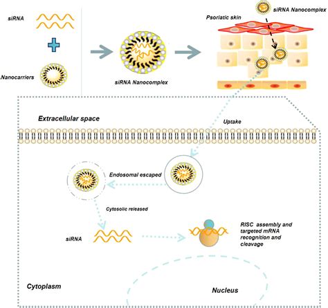 Frontiers Advances In Pathogenesis And Nanoparticles Nps Mediated Treatment Of Psoriasis