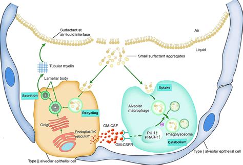 Frontiers Role Of GM CSF In Lung Balance And Disease