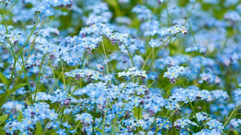 Selective Photography Of Blue Petaled Flowers HD Wallpaper Wallpaper