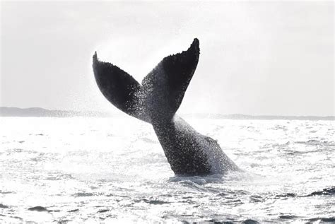 Augusta Whale Watching - All Sea Charters Whale Watching & Boat Tours ...