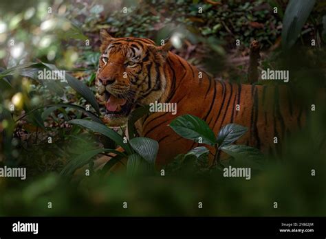 malayan tiger panthera tigris jacksoni smallest tiger species