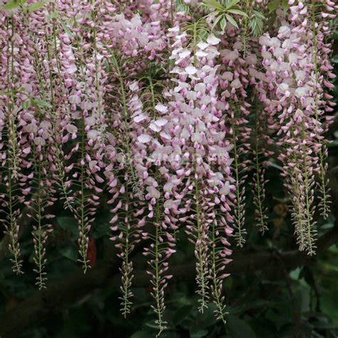 Graines Seeds Glycine Du Japon Rose Wisteria Floribunda Rosea