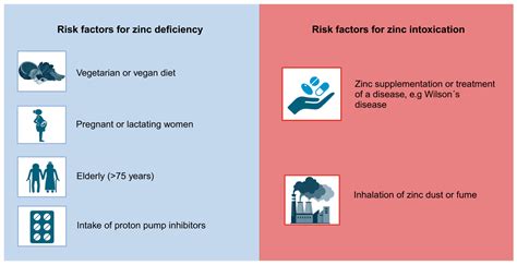 Molecules Free Full Text Zinc Toxicity Understanding The Limits