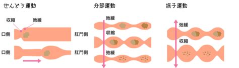 生理学 消化管の運動小腸〜大腸にかけて｜そーだい｜note